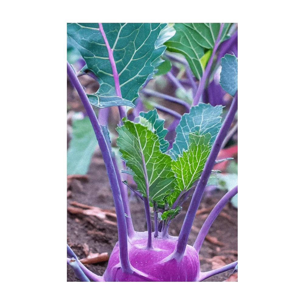 Shido Seeds Kohlrabi Purple Delicacy