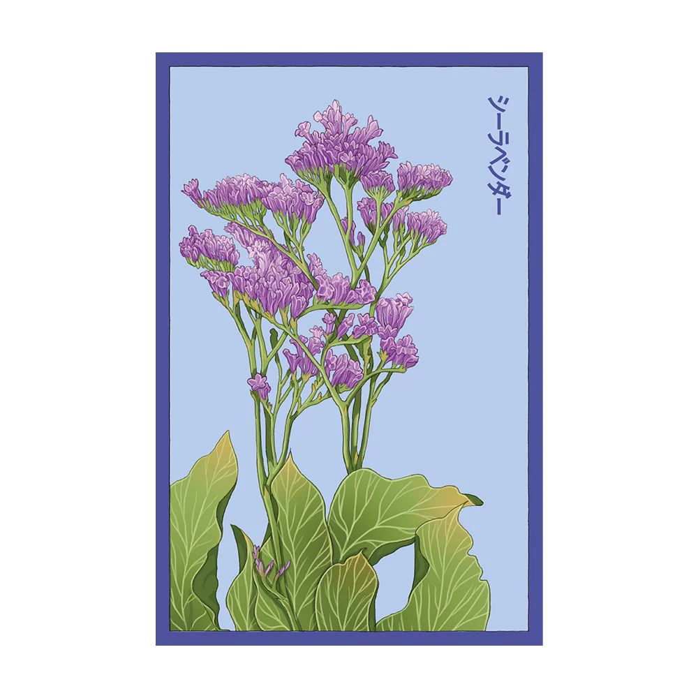 Shido Seeds Sea Lavender Flower Seeds