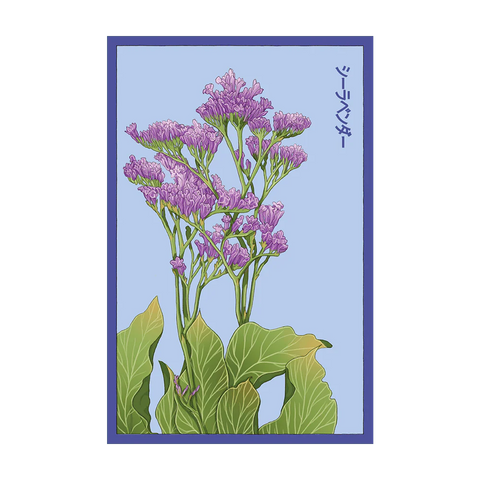Shido Seeds Sea Lavender Flower Seeds