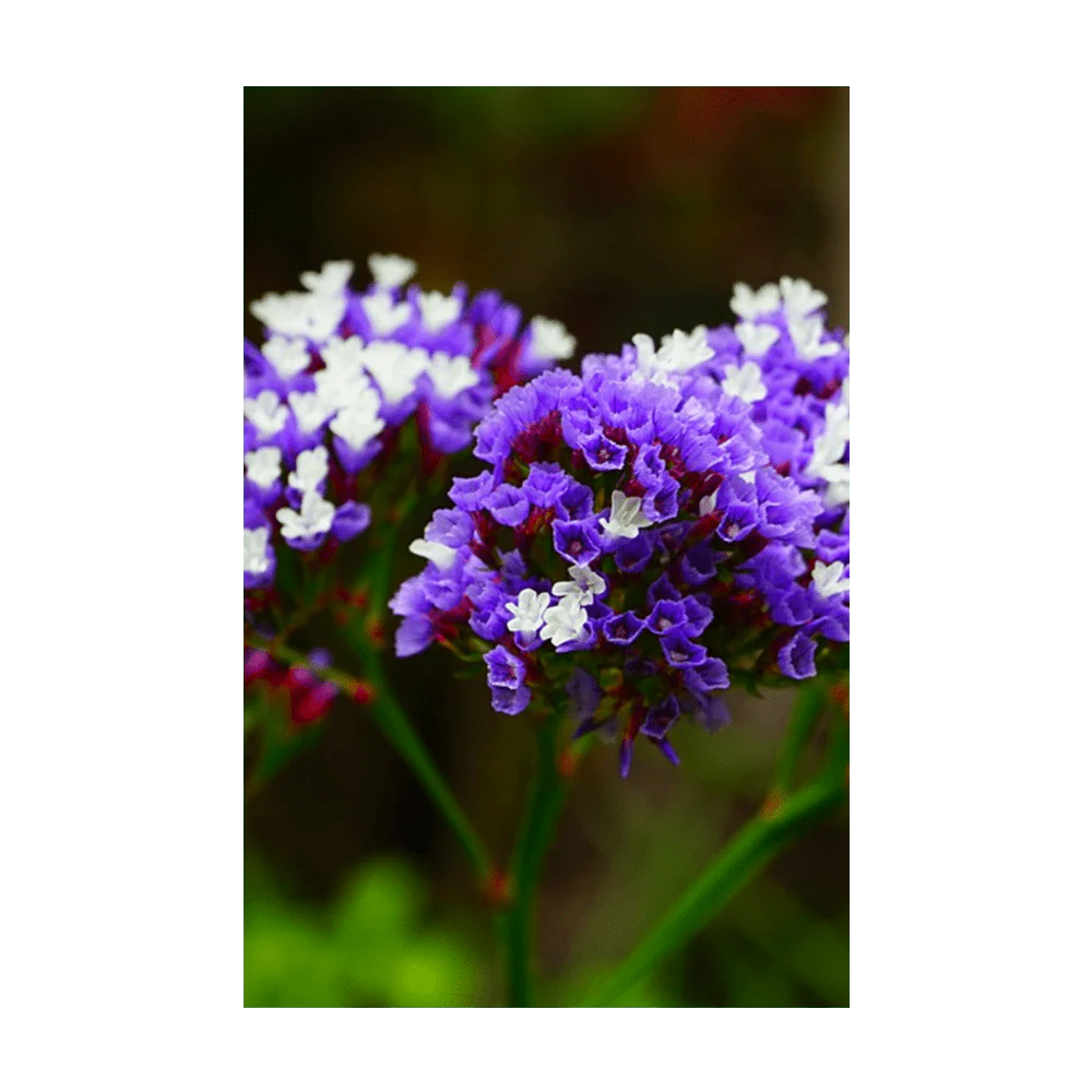 Shido Seeds Sea Lavender Flower Seeds