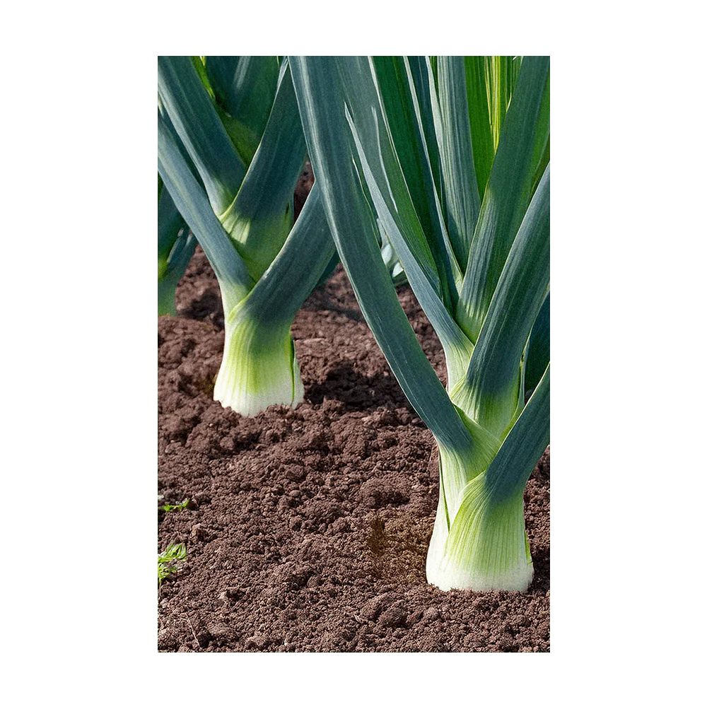 Shido Seeds Leek Vegetable Seeds Packet