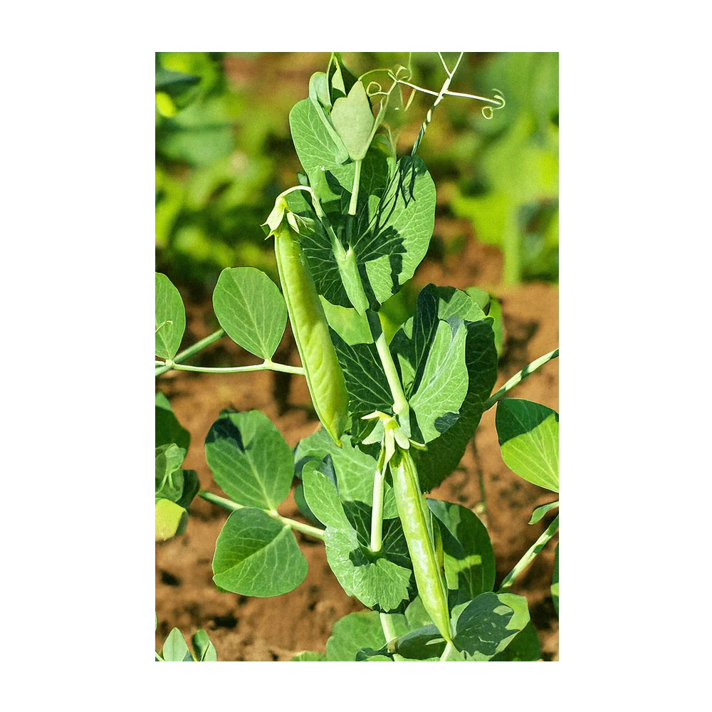 Shido Seeds Little Marvel Peas
