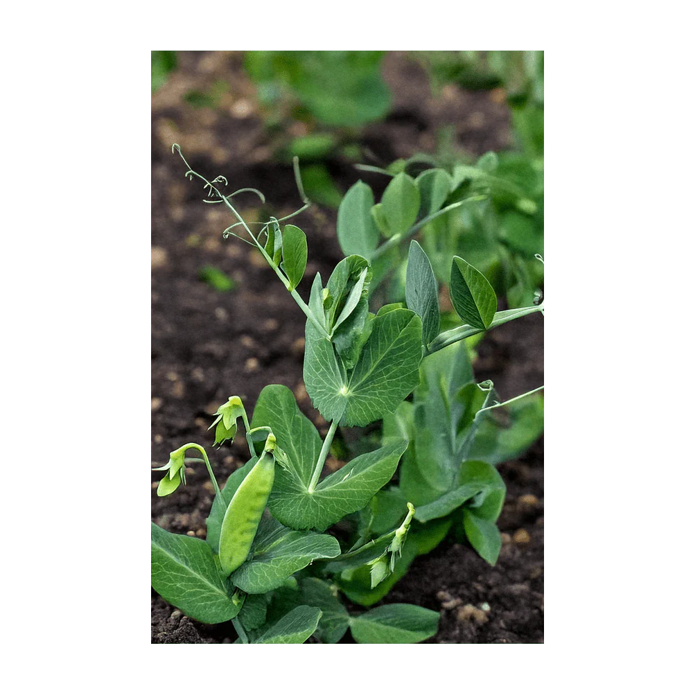 Shido Seeds Little Marvel Peas