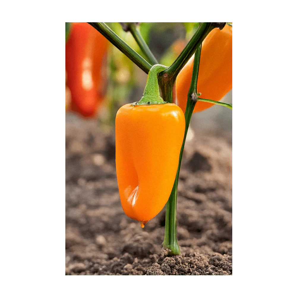 Shido Seeds Mini Sweet Peppers