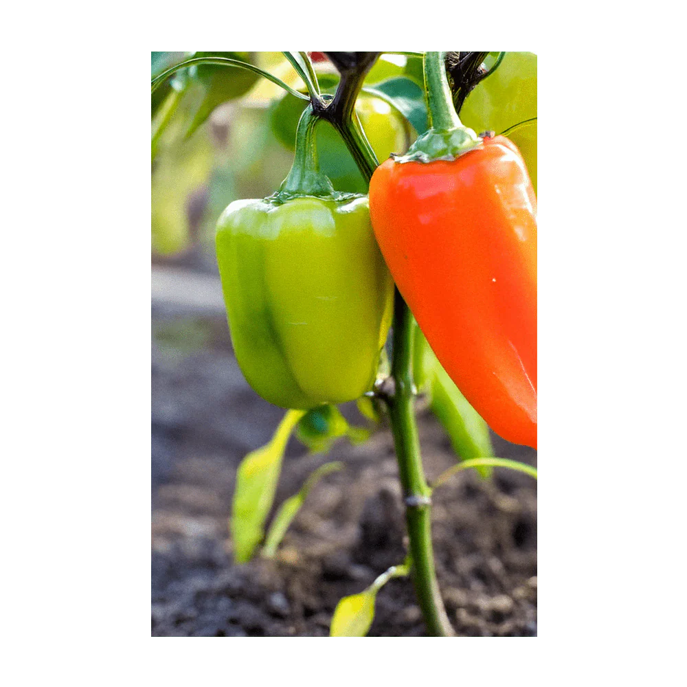 Shido Seeds Mini Sweet Peppers
