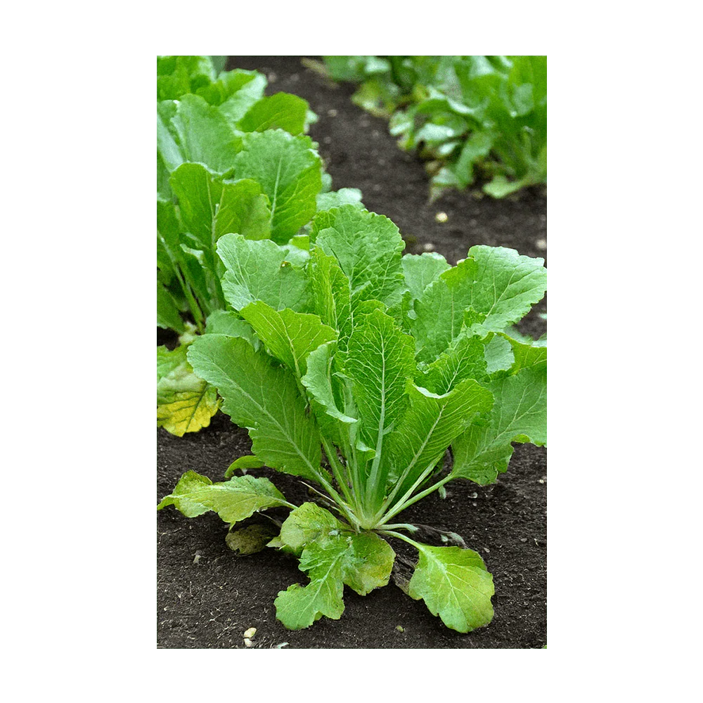 Shido Seeds Mustard Greens Vegetable Plant Seeds Packet