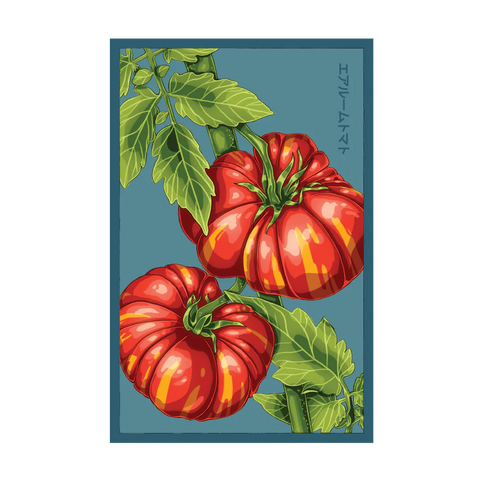 Shido Seeds Old German Heirloom Tomato