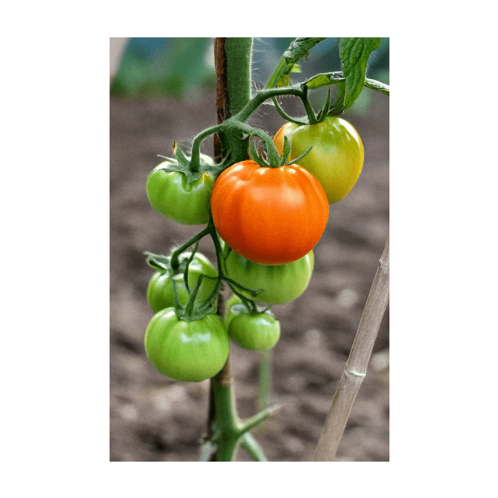 Shido Seeds Old German Heirloom Tomato