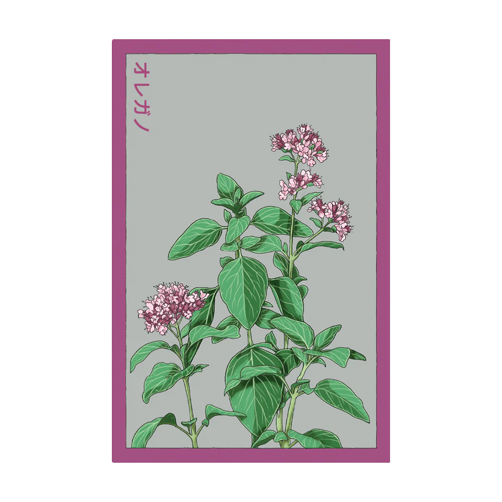 Shido Seeds Oregano Herb Seeds Packet