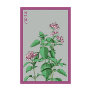 Shido Seeds Oregano Herb Seeds Packet