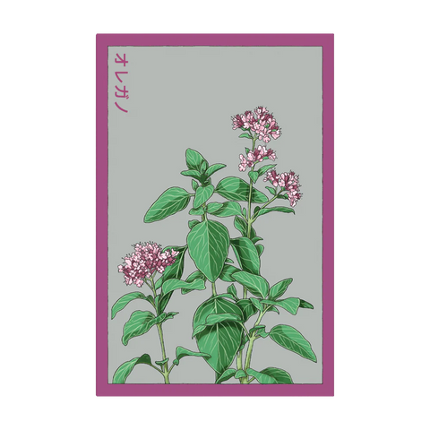Shido Seeds Oregano Herb Seeds Packet