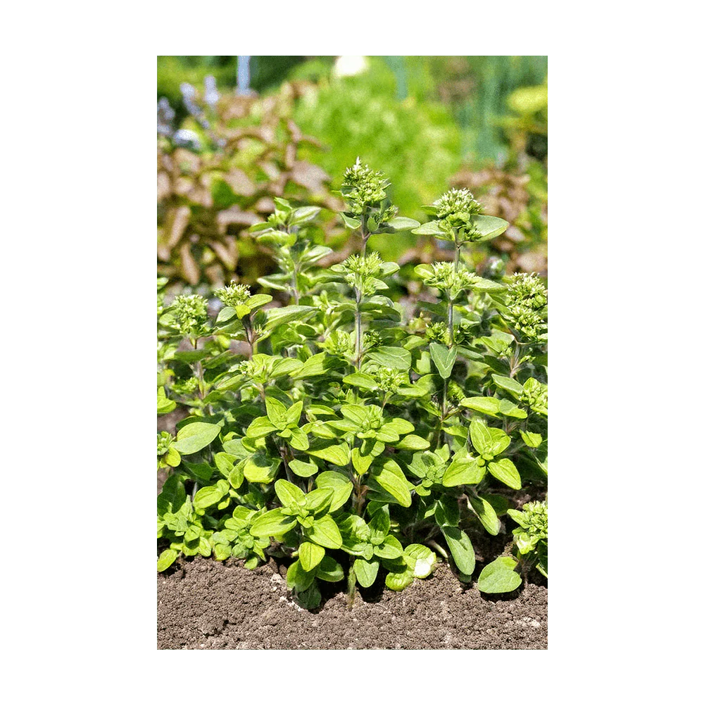 Shido Seeds Oregano Herb Seeds Packet