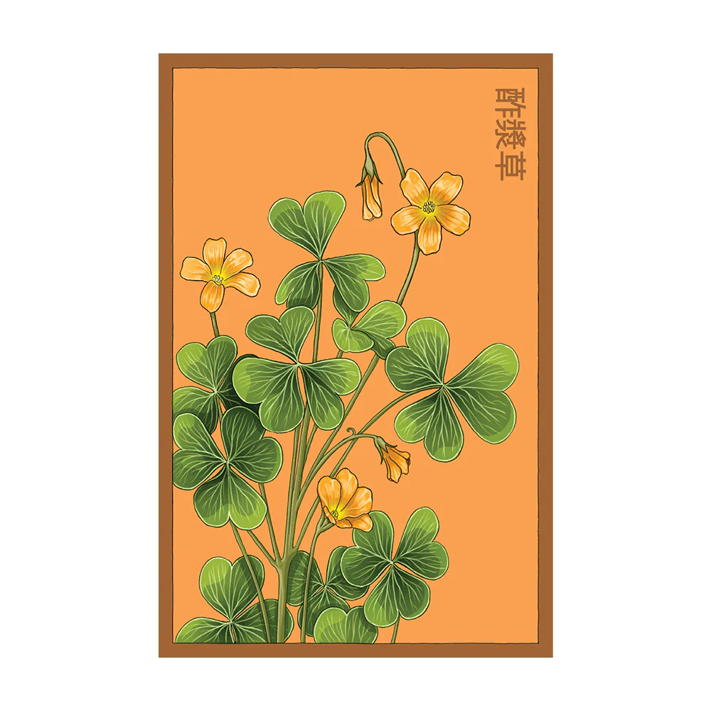 Shido Seeds Oxallis Flower Seeds