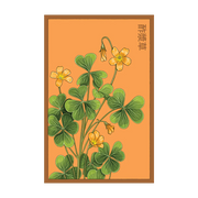 Shido Seeds Oxallis Flower Seeds