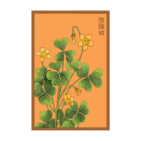 Shido Seeds Oxallis Flower Seeds