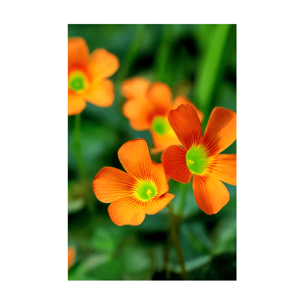Shido Seeds Oxallis Flower Seeds