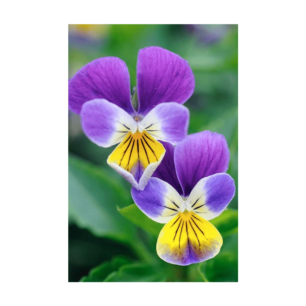 Shido Seeds Pansy Flower Seed Packet