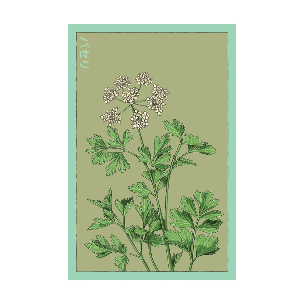 Shido Seeds Parsley Herb Seeds