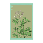 Shido Seeds Parsley Herb Seeds