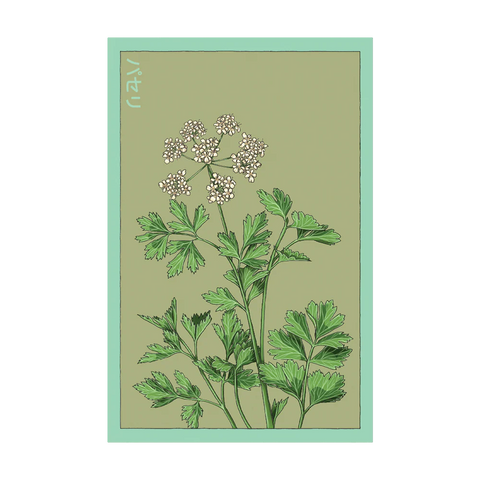 Shido Seeds Parsley Herb Seeds
