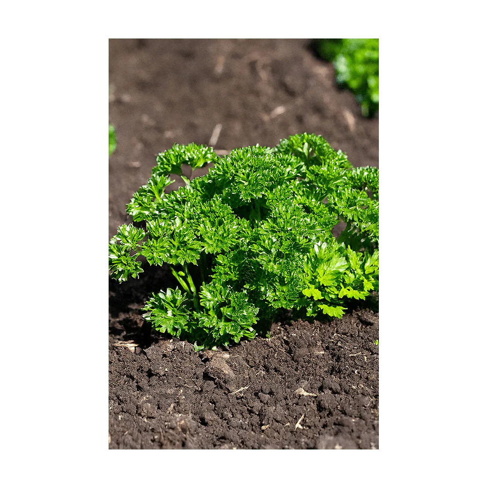 Shido Seeds Parsley Herb Seeds