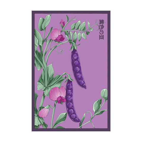 Shido Seeds Purple Peas Flower Seed Packet