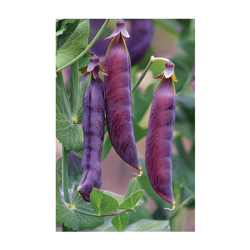 Shido Seeds Purple Peas Flower Seed Packet