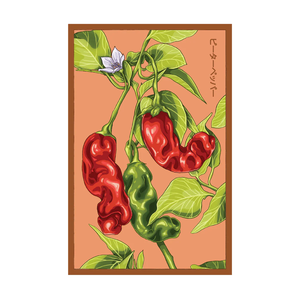 Shido Seeds Peter Pepper Vegetable Seeds Packet