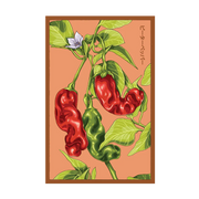 Shido Seeds Peter Pepper Vegetable Seeds Packet