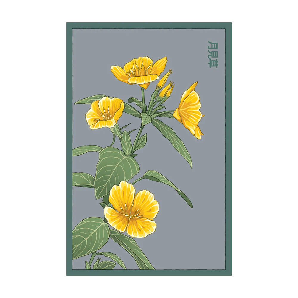 Shido Seeds Evening Primrose Flower Seed Packet