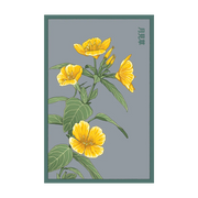 Shido Seeds Evening Primrose Flower Seed Packet