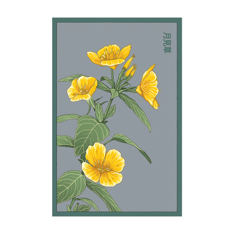 Shido Seeds Evening Primrose Flower Seed Packet