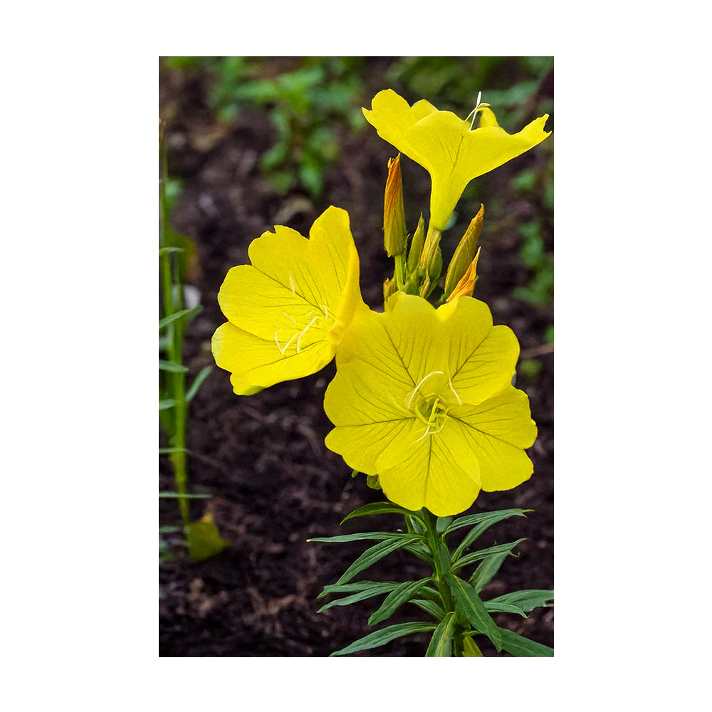 Shido Seeds Evening Primrose Flower Seed Packet