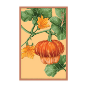 Shido Seeds Pumpkin Squash Flower Seeds