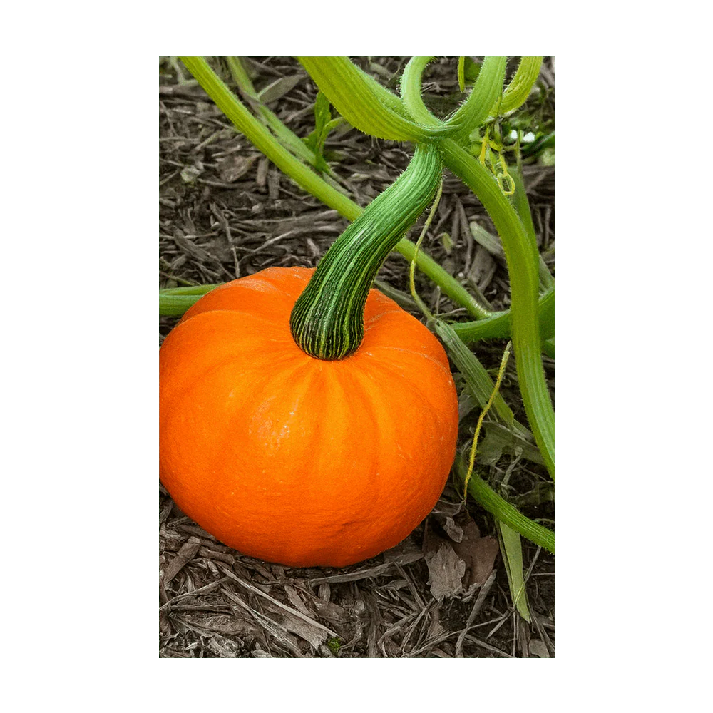 Shido Seeds Pumpkin Squash Flower Seeds