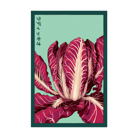 Shido Seeds Radicchio Vegetable Seeds Packet