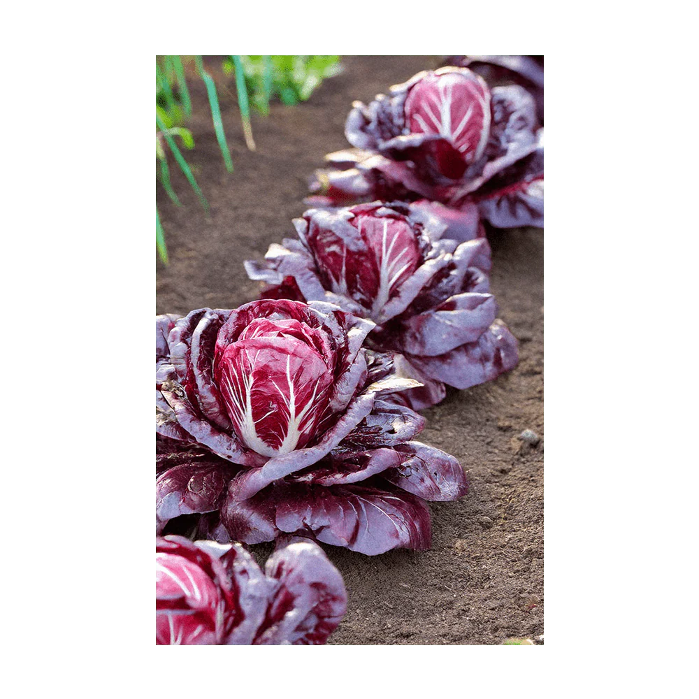 Shido Seeds Radicchio Vegetable Seeds Packet