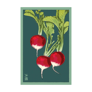 Shido Seeds Radish Vegetable Seeds