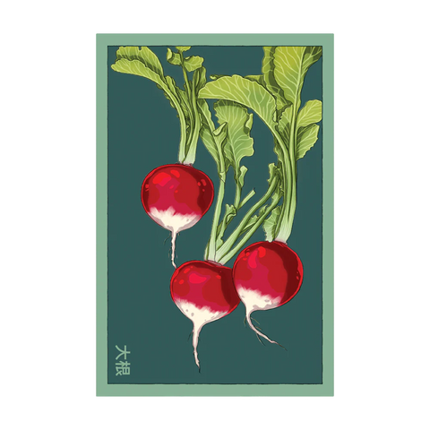 Shido Seeds Radish Vegetable Seeds