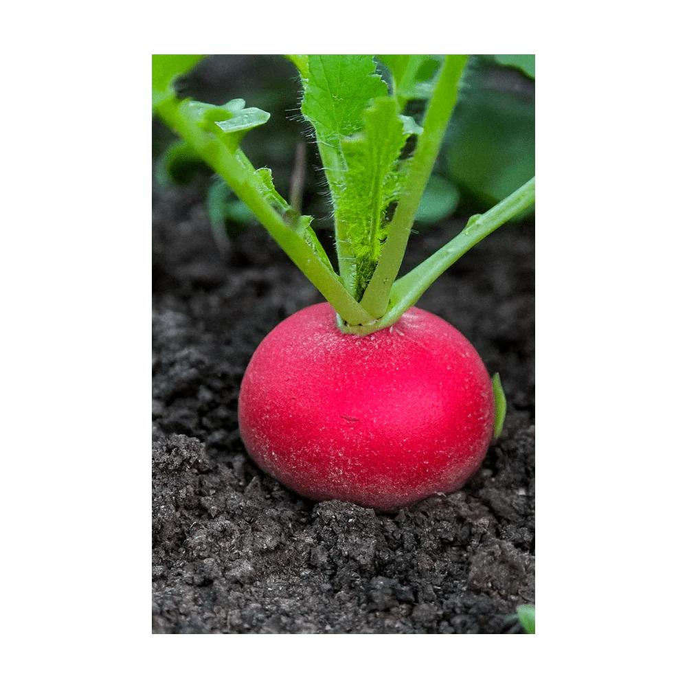 Shido Seeds Radish Vegetable Seeds