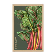 Shido Seeds Rainbow Chard Vegetable Herb Garden Packet