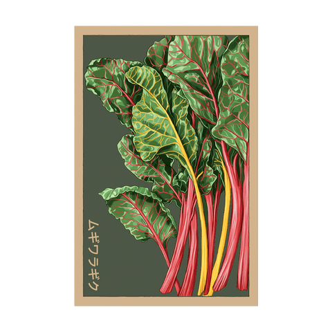 Shido Seeds Rainbow Chard Vegetable Herb Garden Packet