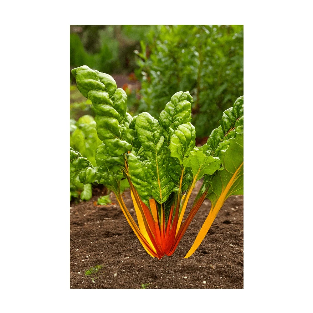 Shido Seeds Rainbow Chard Vegetable Herb Garden Packet