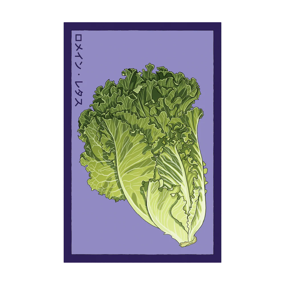 Shido Seeds Romaine Lettuce Vegetable Seeds Packet