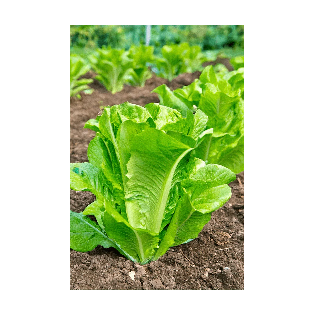 Shido Seeds Romaine Lettuce Vegetable Seeds Packet