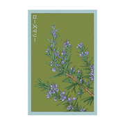 Shido Seeds Rosemary Herb Growing Packet