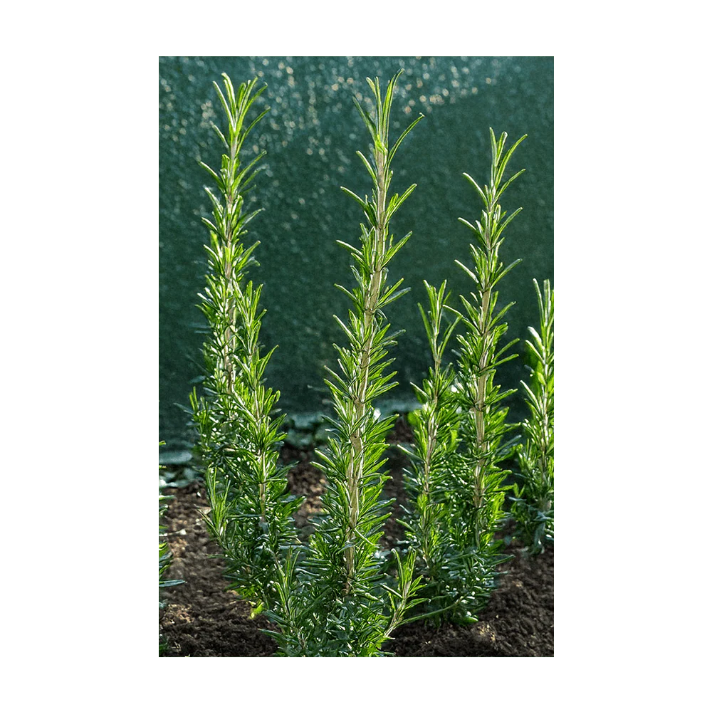 Shido Seeds Rosemary Herb Growing Packet