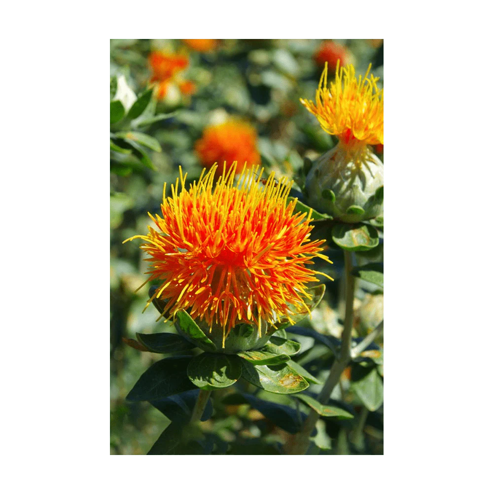 Shido Seeds Safflower Seeds Packet