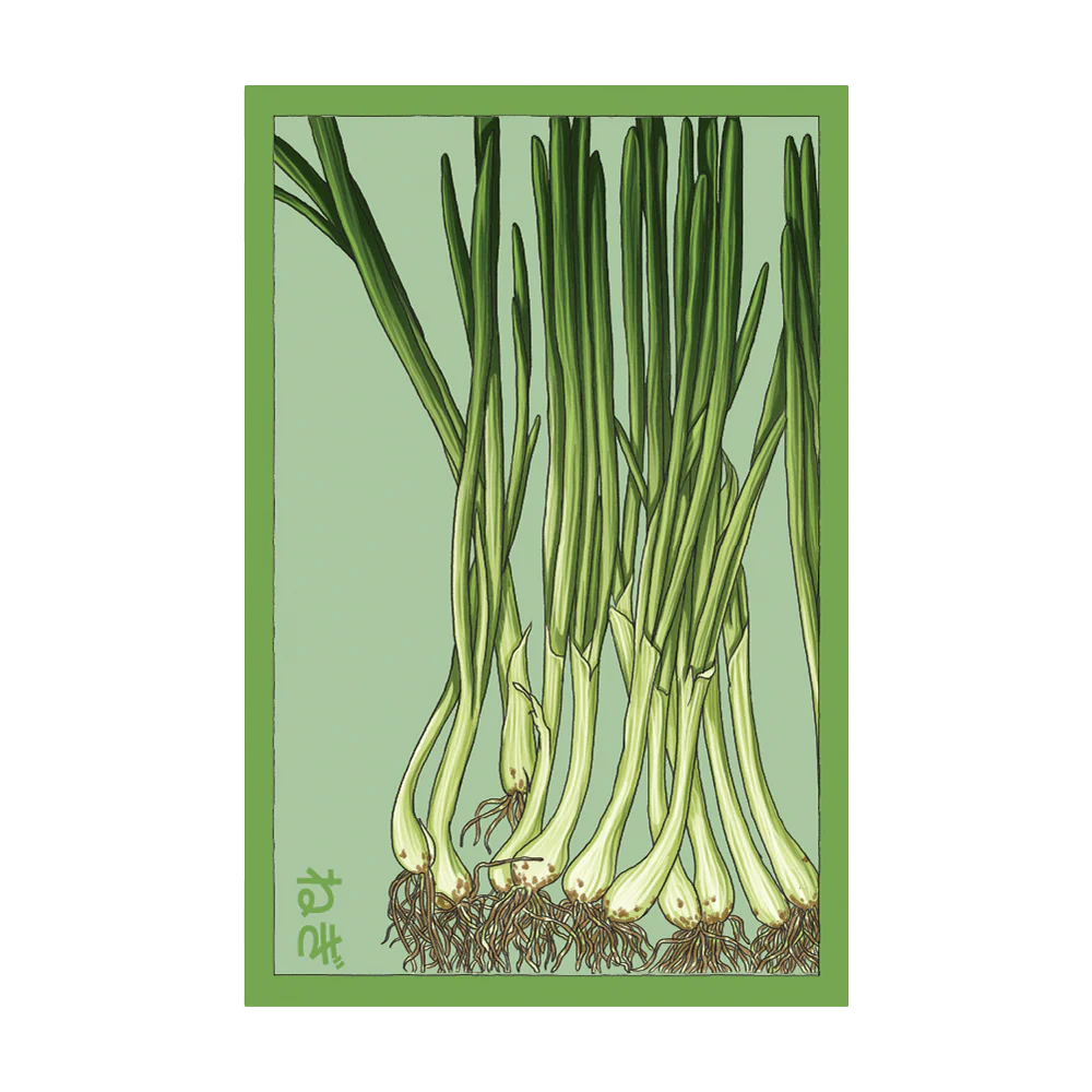 Shido Seeds Scallions Vegetable Seeds Packet