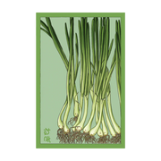 Shido Seeds Scallions Vegetable Seeds Packet